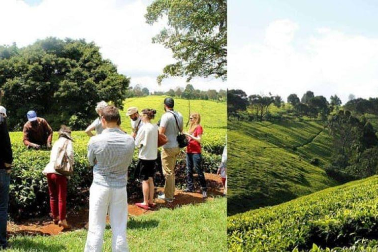 Granja de té desde Nairobi (Kiambethu)