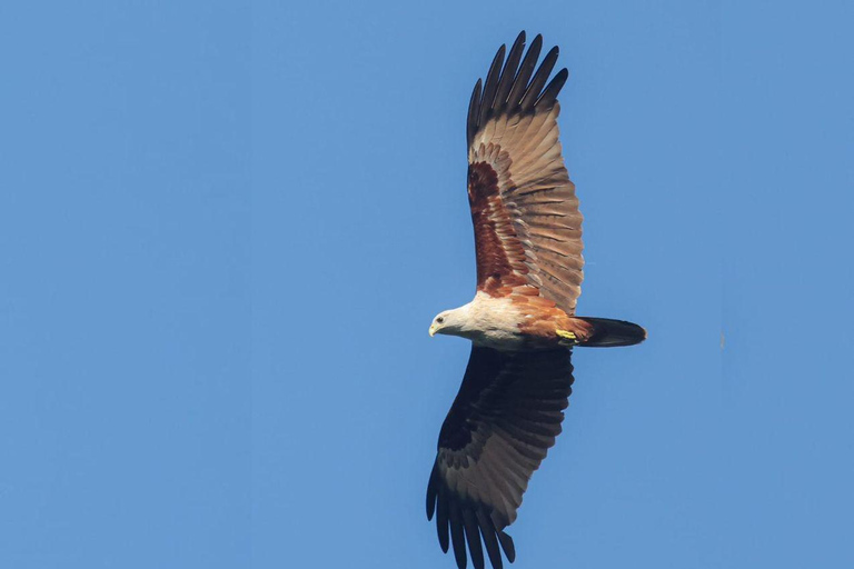 From Galle/Mirissa: Kalametiya Bird Sanctuary Boat Safari Hambantota: Kalametiya Bird Sanctuary Boat Safari-Private