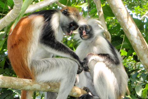 Zanzibar: Jozani Forest och Rock Restaurant TourZanzibar: Jozani-skogen och Rock Restaurant-tur