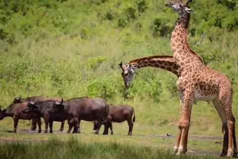 Safari de 3 días en Amboseli con alojamiento de lujo y vuelosPaquete de vuelo de 3 días a Amboseli