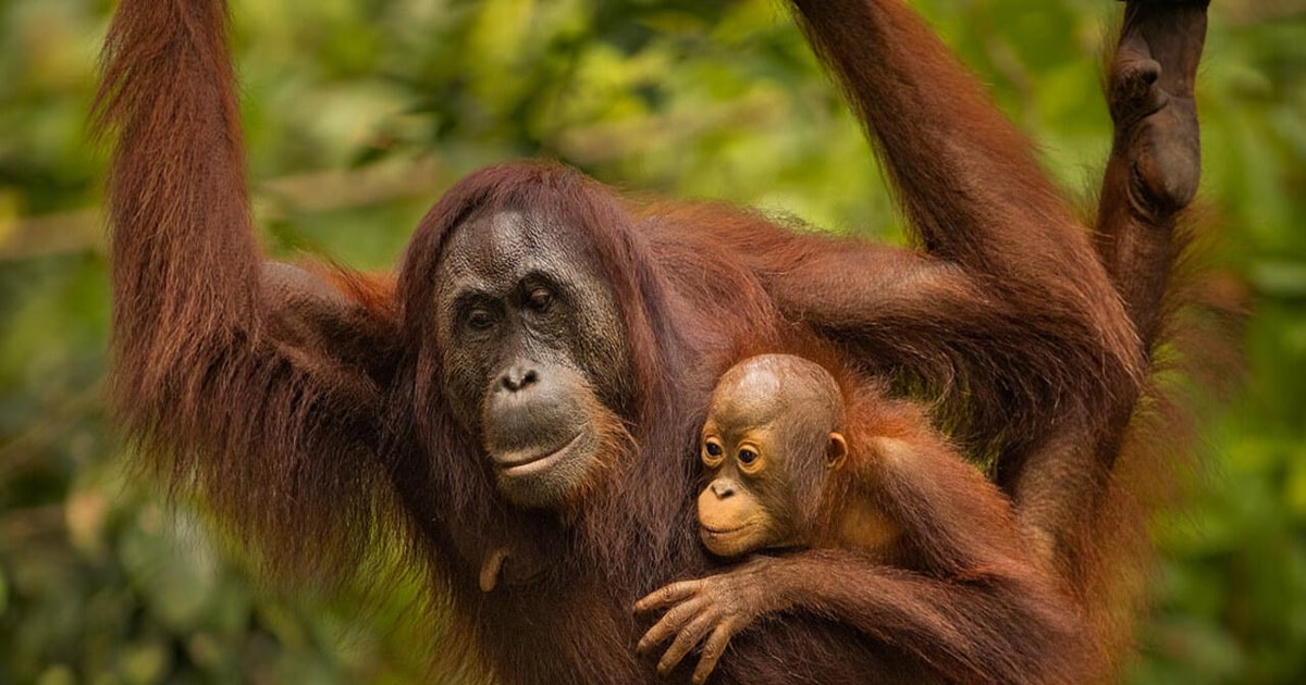 Sandakan: Escursione Condivisa Del Santuario Degli Oranghi | GetYourGuide