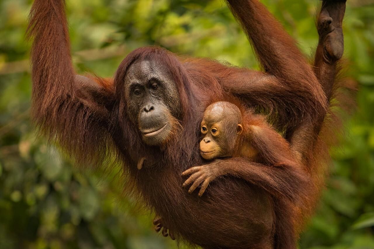 Sandakan: Orang Utan Sanctuary Shared Tagestour Tour