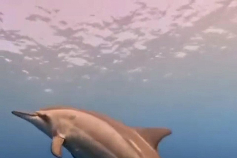 Rencontre avec des dauphins sauvages et plongée en apnée - Ile Maurice.