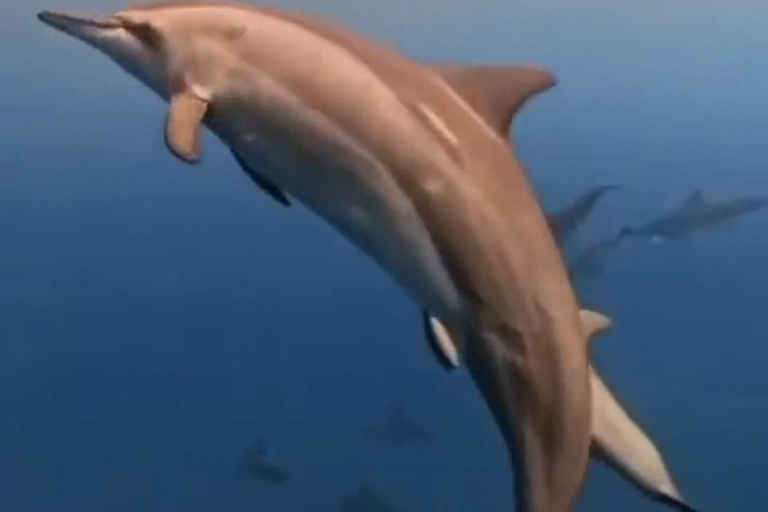 Rencontre avec des dauphins sauvages et plongée en apnée - Ile Maurice.