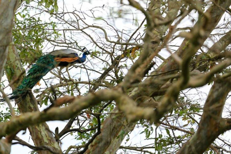 3-Day Mahiyanganaya Wildlife, Waterfalls, Culture, Yala Drop