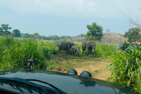 Sigiriya: Minneriya wild Jeep Safari with Free Hotel PickupMinneriya wild Jeep Safari with Free Hotel Pickup &amp; Drop-off