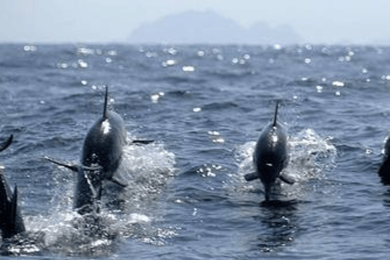 Excursión de Observación de Delfines y Snorkel en Mascate