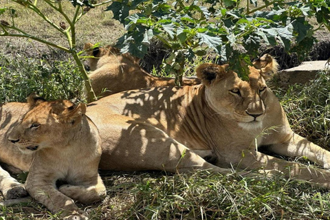 Tanzania: Four Days Wildlife Safari in Northern Parks