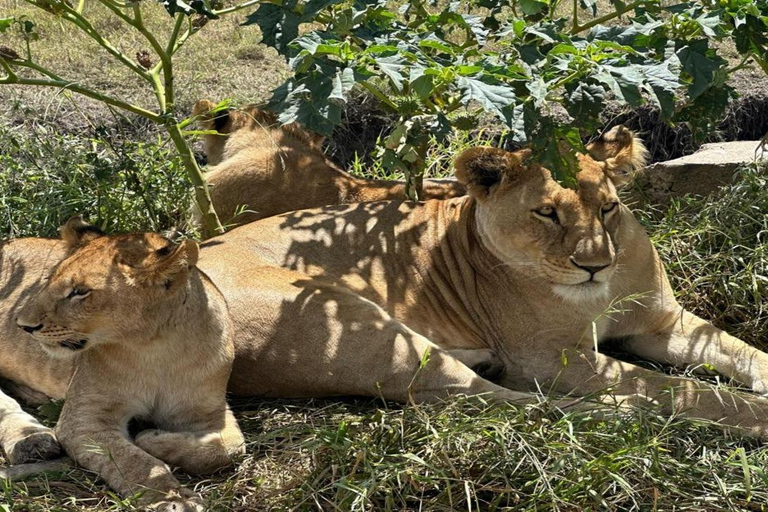 Tanzania: Four Days Wildlife Safari in Northern Parks