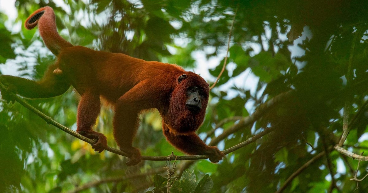 Tambopata Jungle Excursion 2 Days Kayak Monkey Island GetYourGuide