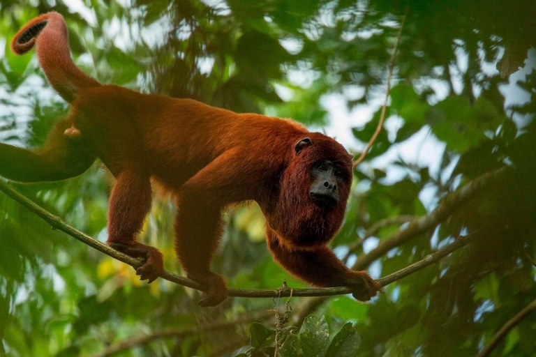 Tambopata Jungle Excursion 2 Days | Kayak – Monkey Island