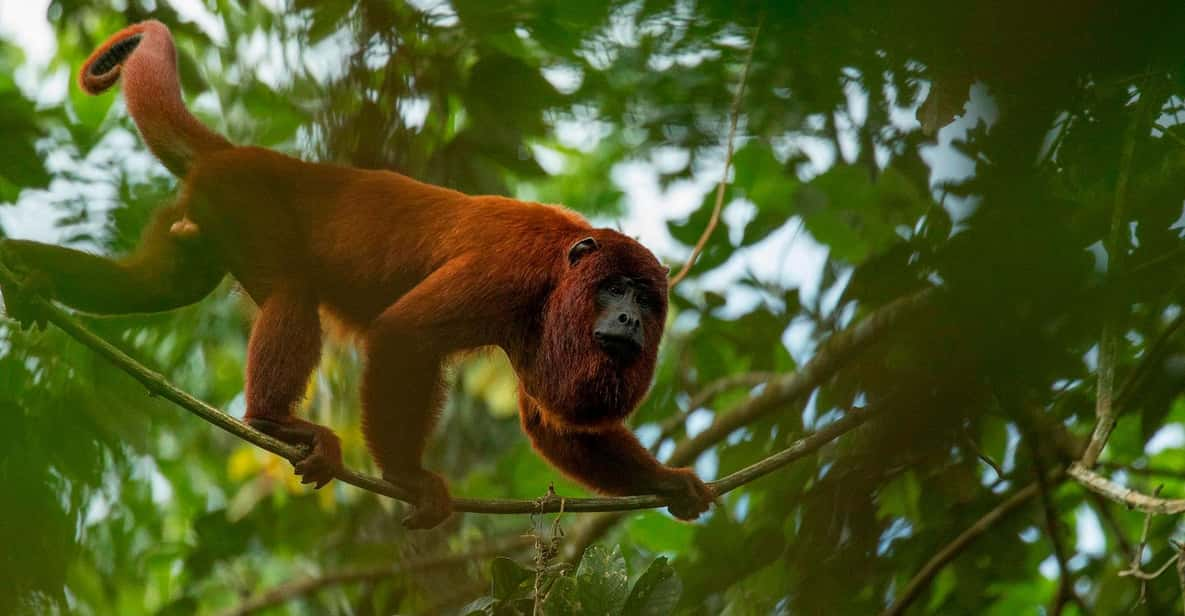 Iquitos: Monkey Island and Native Village Day Tour | GetYourGuide