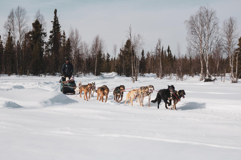 Fairbanks: Private Mush on the Historic Yukon Quest Trail