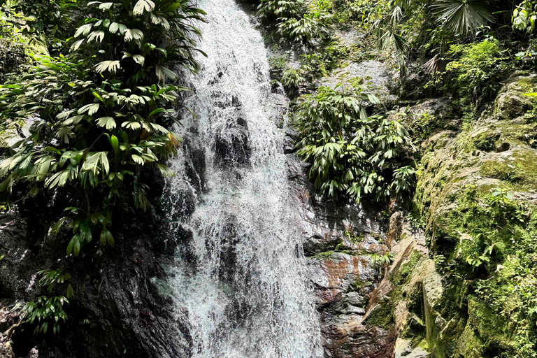 Minca: Tour en Finca de Café y caminada a hermosa cascada