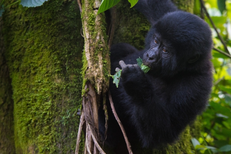 Safari de lujo de 7 días por Uganda con gorilas, chimpancés y fauna salvaje