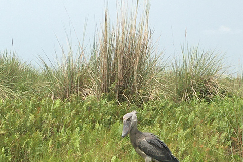 Half day Shoebill Tracking and Equator Island tour Entebbe 1Day shoebill tracking Mabamba and Equator island Entebbe
