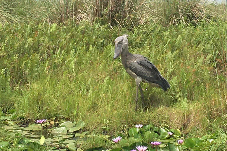 Half day Shoebill Tracking and Equator Island tour Entebbe 1Day shoebill tracking Mabamba and Equator island Entebbe