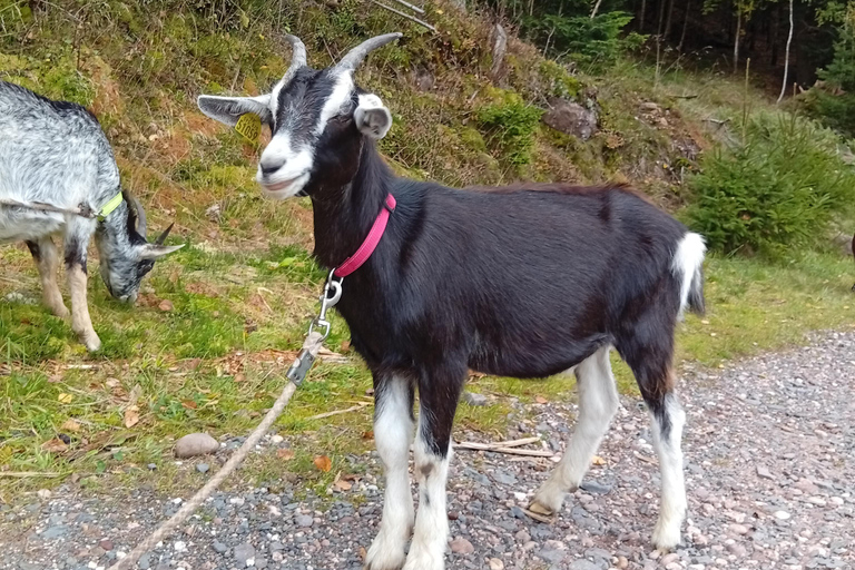 Luvigny: a unique discovery walk with goats Luvigny: An unusual discovery walk with goats