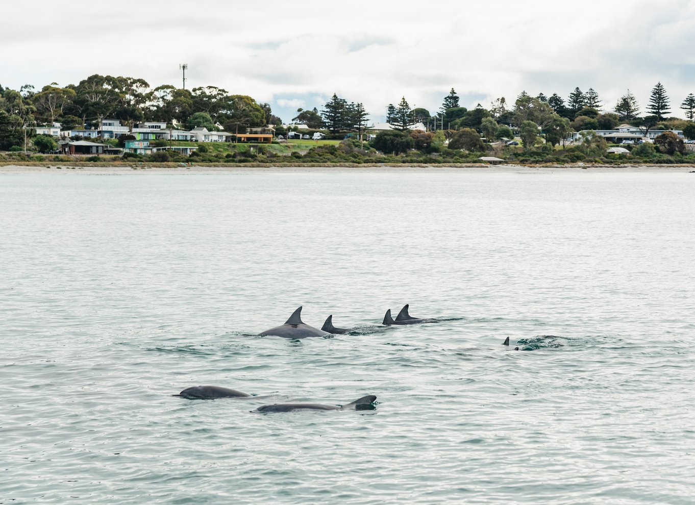 Kangaroo Island: 75-minutters kystsafari