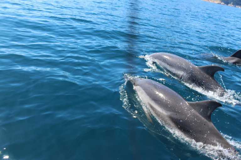 Taormina: Sunset Dolphin Tour by Catamaran with Aperitif
