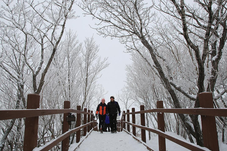 Busan: Discovery Tour With Snow &amp; UNESCO Spot