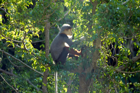 From Da Nang: Wildlife watching, Douc Langurs watching