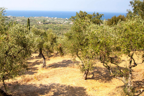 Half‑Day Private Olive Oil & Wine Experience in Zakynthos