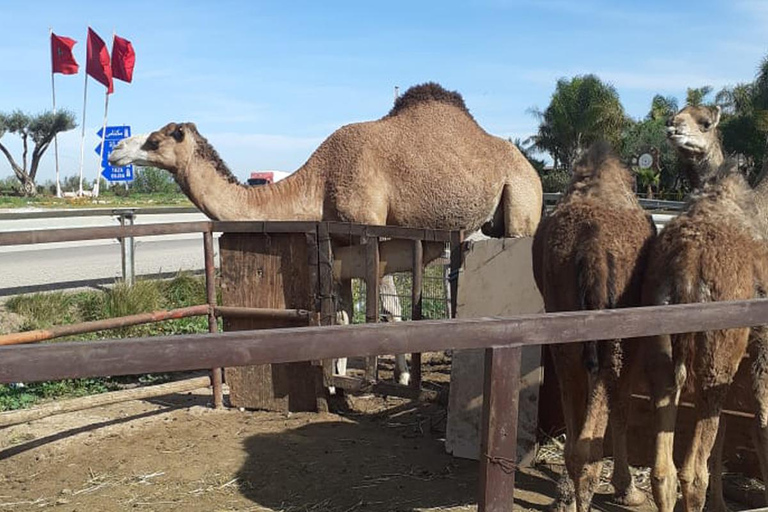 Excursions privées de luxe dans le désert de Tanger 6 jours