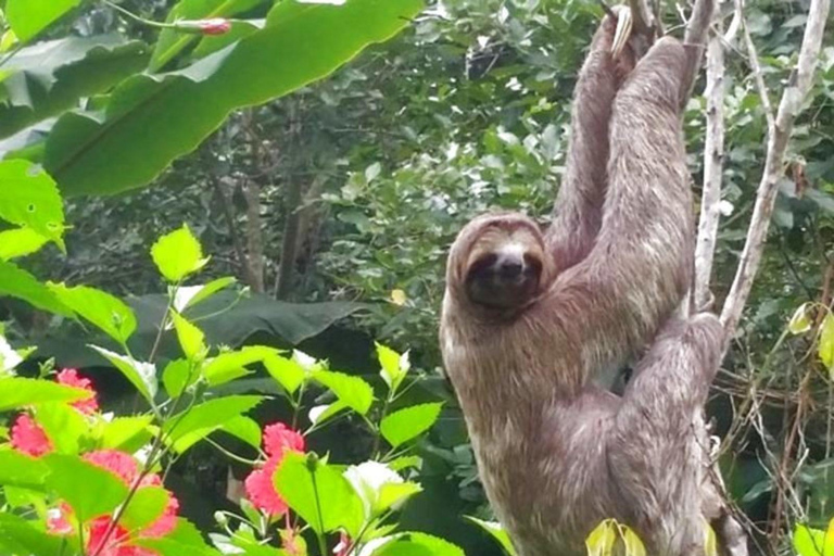 Iquitos: Amazonas in 4 days: Nanay River + Monkey Watching