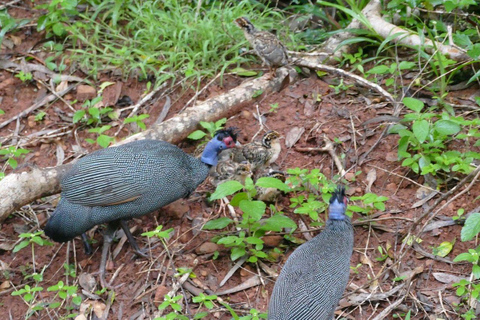 Kwale: Private day tour to Shimba Hills with Picnic lunch