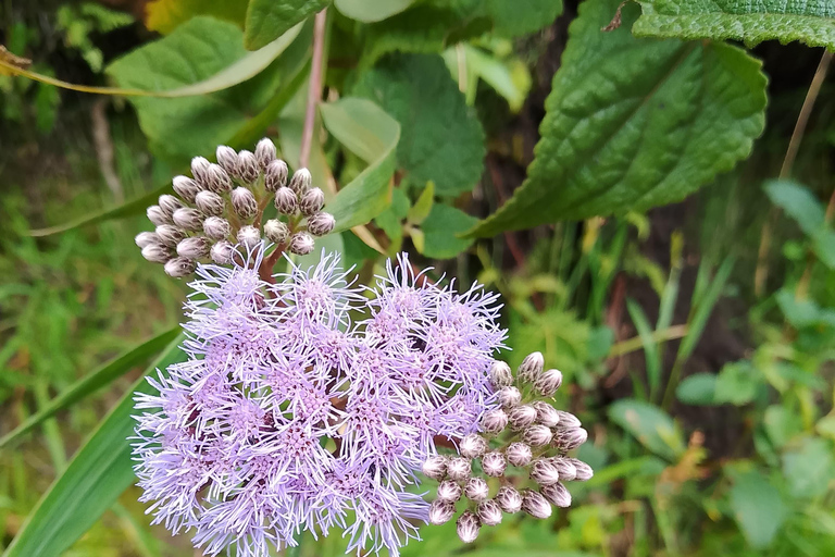 From Quito: Pululahua Crater + Calacalí (Carlota Jaramillo)