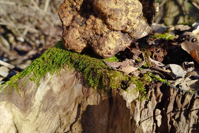 Belgrade: Truffle Hunting Tour With Dogs, Lunch & Wine