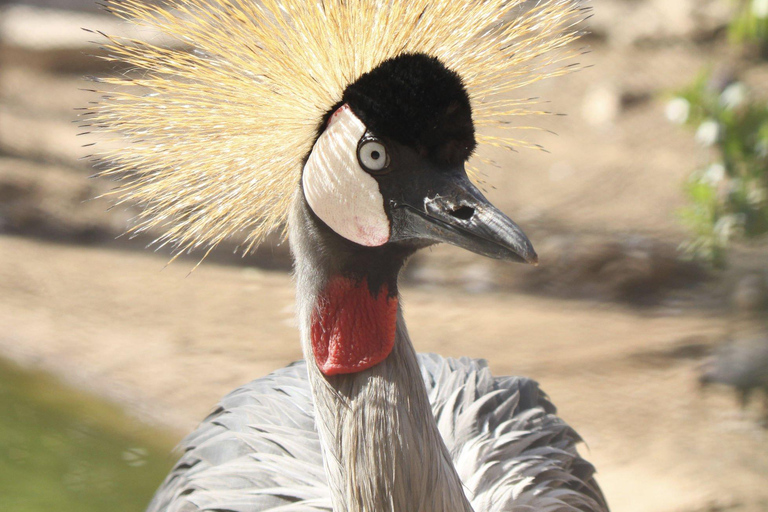 From Agadir: Sous Massa National Park Desert Safari w/Lunch