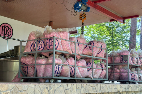 From Plovdiv: Rose Valley & Thracian Kings’ Tombs Day Trip