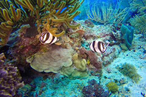 Aventure de plongée sous-marine à Catalina Le mur et l&#039;aquarium