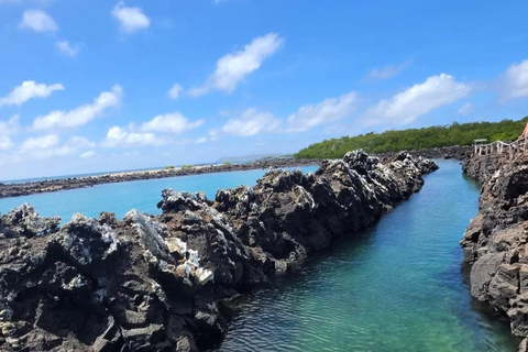 From Isabela Island: Tintoreras Boat Tour & Lunch