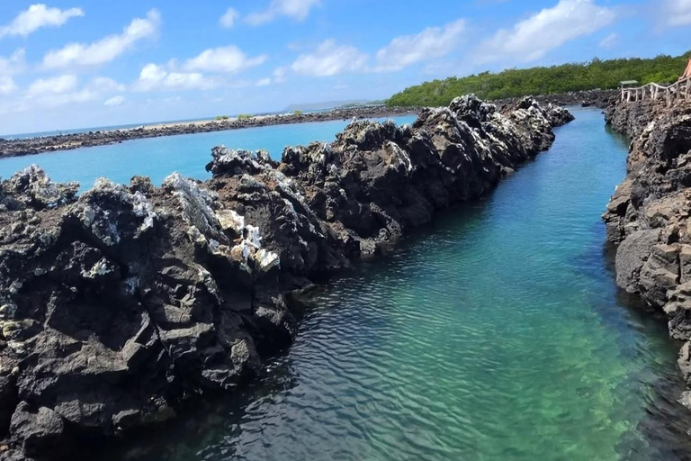 From Isabela Island: Tintoreras Boat Tour & Lunch