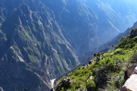 Viagem de 1 dia ao Cânion do Colca: De Arequipa a Puno