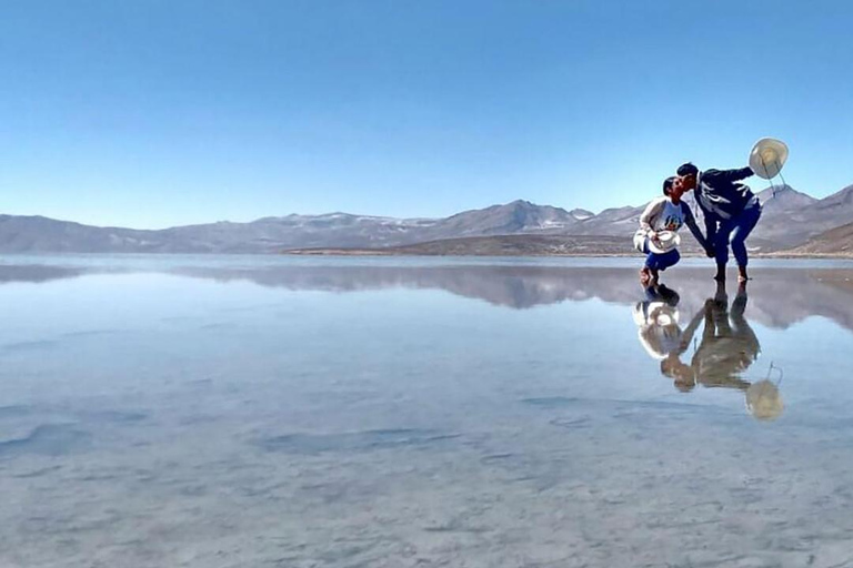 Arequipa: Excursão de dia inteiro à Lagoa Salinas Arequipa