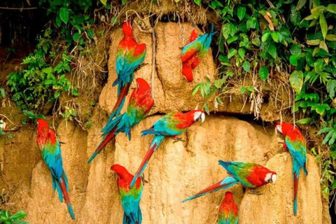Puerto Maldonado: 6-Day Amazon Tour with Sandoval Lake