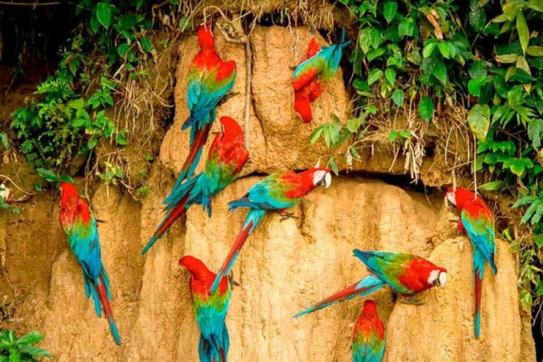 Puerto Maldonado: 6-Day Amazon Tour with Sandoval Lake