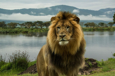 Lago Manyara: Viagem de 1 dia com observação de aves