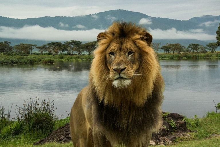 Lake Manyara: Dagtrip Safari met vogels kijken