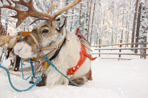 Combo Tour\Husky and Reindeer Sledding Ride in Levi