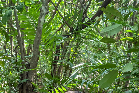 桑给巴尔石头城徒步导览和乔扎尼森林