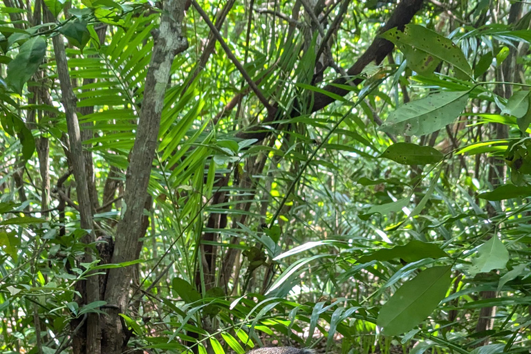 桑给巴尔石头城徒步导览和乔扎尼森林