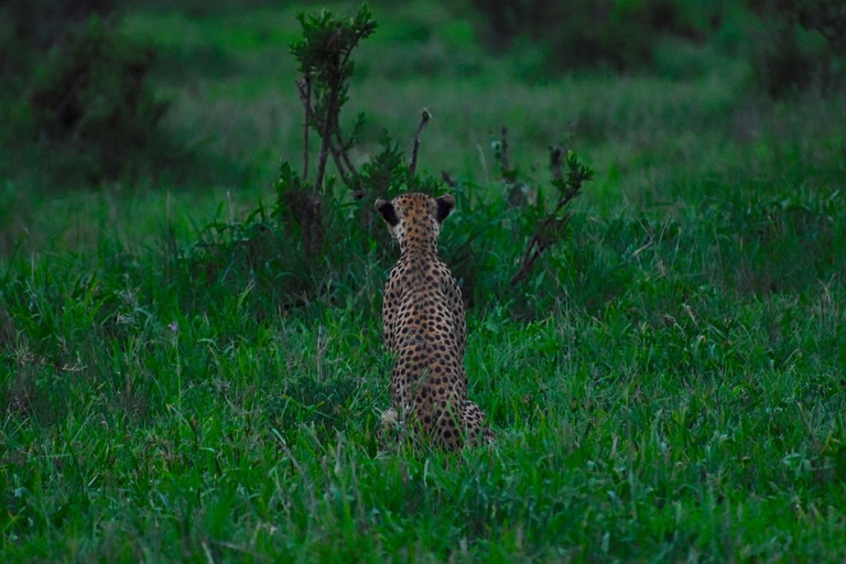 2 dagar 1 natt till Tarangire &amp; Lake manyara från Zanzibar