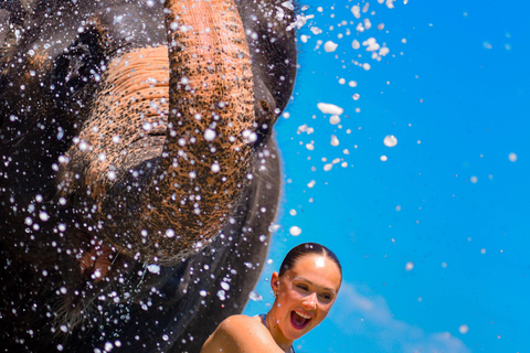 Phuket: Half‑Day Elephant Care Experience Including Lunch