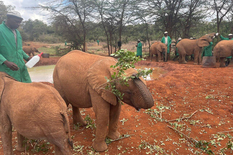 Nairobi National Park, rondleiding door het babyolifant- en giraffencentrum