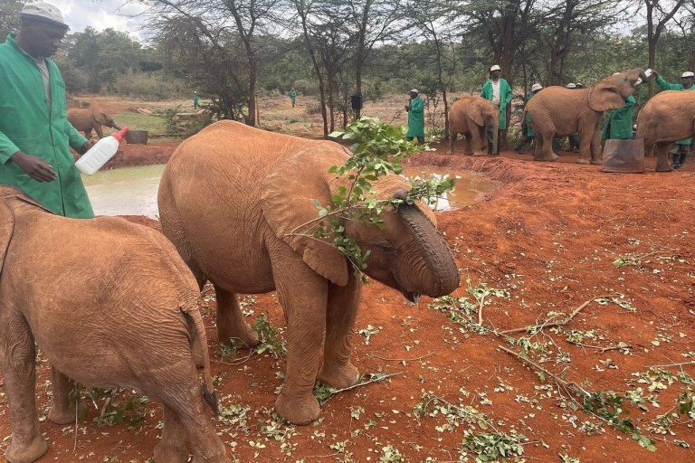 Parc national de Nairobi, visite du centre pour bébés éléphants et girafes